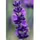 Лаванда (Lavandula) Hidcote