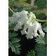 Дицентра (Dicentra) Ivory Hearts®