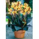 Канна (Canna) Louis Cottin
