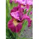 Ирис сибирский (Iris sib.) Miss Apple