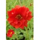 Гравилат (Geum)   Mrs. Bradshaw
