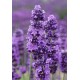 Лаванда (Lavandula) Munstead