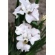 Ирис сибирский (Iris sib.) Not Quite White