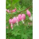 Дицентра (Dicentra) Pink