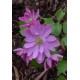 Лаванда (Lavandula) Rosea