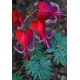 Дицентра (Dicentra) Sulphur Hearts®