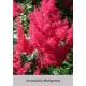 Астильба японская (Astilbe) (J) Montgomery