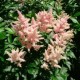 Астильба японская (Astilbe) (J) Peach Blossom