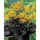 Бузульник (Ligularia)Twilight