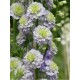 Дельфиниум (Delphinium) Highlander Crystel Delight®