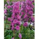 Дельфиниум (Delphinium) Highlander Flamenco®