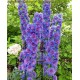 Дельфиниум (Delphinium) Highlander Sweet Sensation®