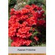 Азалия Fridoline
