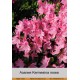 Азалия Kermesina rosea