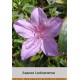 Азалия Ledicanense