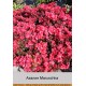 Азалия Maruschka