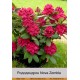 Рододендрон Nova Zembla