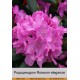 Рододендрон Roseum eleganse