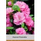 Азалия Rosinetta