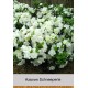 Азалия Schneeperle