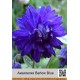 Аквилегия Barlow Blue