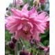 Аквилегия (Aquilegia)	Barlow Pink