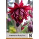 Аквилегия Ruby Port