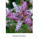 Тріціртіс formosana