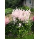 Астильба гибридная (Astilbe hybr.)	Younique Salmon®