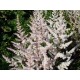Астильба японская (Astilbe) (J)	Bronzelaub