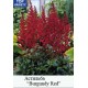 Астильба Арендса Burgundy Red