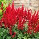 Астильба китайская (Astilbe) (C)	Cardinal®