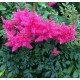 Астильба японская (Astilbe) (J)	Drum and Bass®