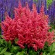 Астильба гибридная (Astilbe hybr.)	Fireberry®