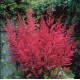 Астильба Арендса (Astilbe) (A)	Granat