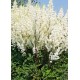Астильба гибридная (Astilbe hybr.)	Happy Day®