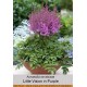Астильба китайская Little Vision in Purple