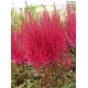 Астильба гибридная (Astilbe hybr.)	Mighty Chocolate Cherry®