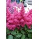 Астильба гибридная (Astilbe hybr.)	Raspberry®