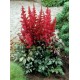 Астильба Арендса (Astilbe) (A)	Spartan