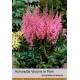 Астильба китайская Visions in Pink