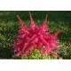 Астильба гибридная (Astilbe hybr.)	Younique Carmine®