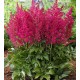 Астильба гибридная (Astilbe hybr.)	Younique Ruby Red®