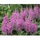 Астильба китайская (Astilbe) (C)	var. Taquetii