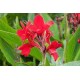 Канна (Canna)  	Briljant