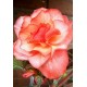 Бегония (Begonia) Cascade Odorosa Red Sunset