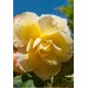 Бегония (Begonia) Cascade Odorosa Yellow Flame