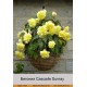 Бегония Ампельная Sunray