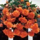 Бегония ампельная (pend.)Cascade orange