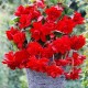 Ампельная Pendula Cascade scarletя 